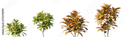 Schilderij op canvas Set of Codiaeum variegatum (fire croton, garden croton, or variegated croton) is
