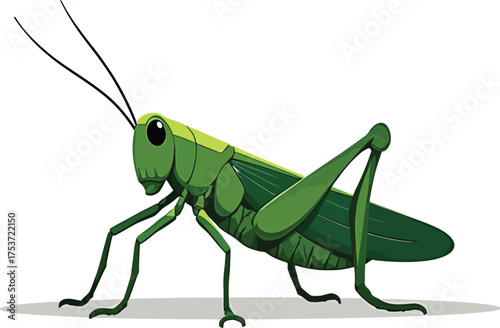 Detailed illustration of a green grasshopper isolated on white background
