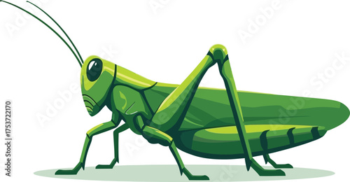 Green grasshopper insect isolated on white background