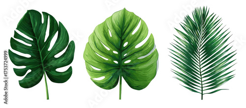 Three vibrant green tropical leaves, featuring a large, deeply veined monstera leaf, a similar monstera-style leaf, and a palm frond