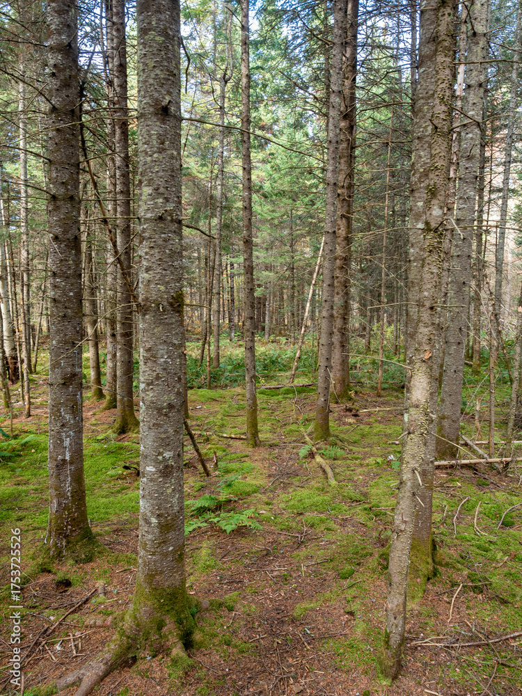 Fototapeta premium Softwood forest in Canada