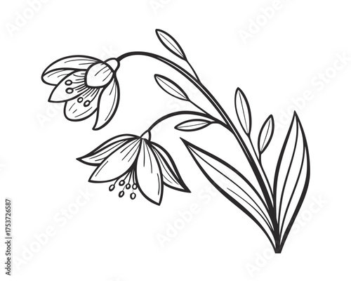 Elegant Snowdrop Flower Line Art Illustration for Botanical Design and Creative Projects featuring delicate floral details and minimalist aesthetic