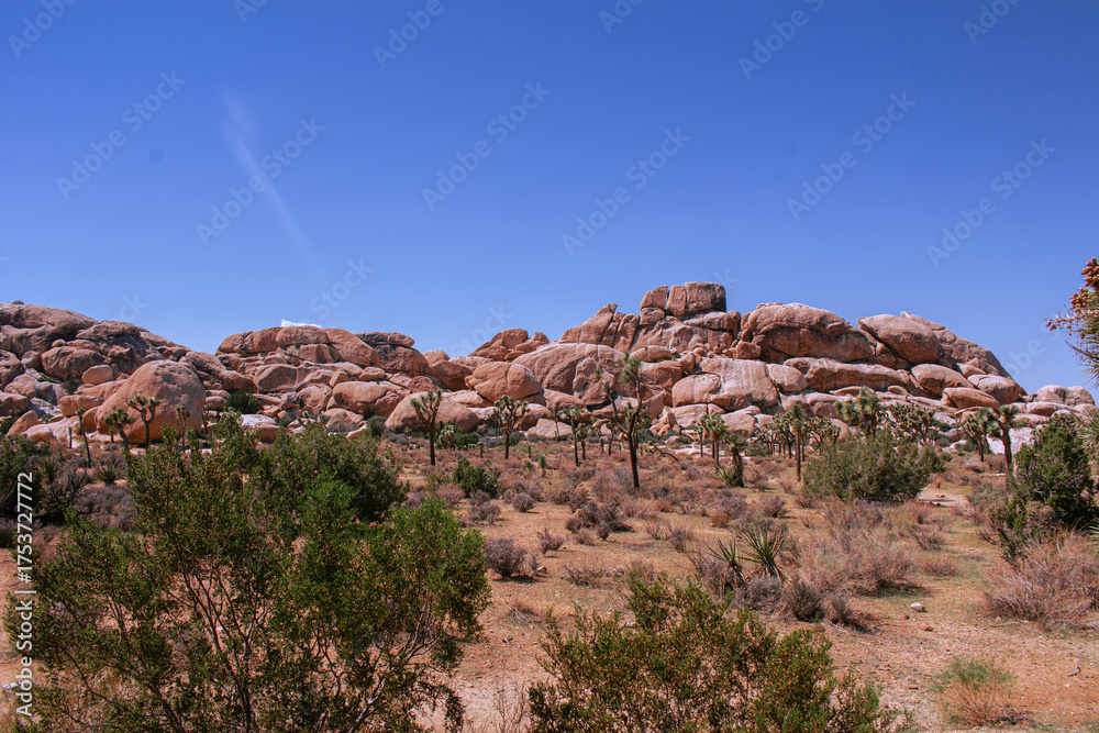 Fototapeta premium Joshua Tree National Park Landscape Mojave Desert Scenery with Iconic Joshua Trees, Blue Sky, Rocks, and Arid Wilderness, California Nature Travel Background