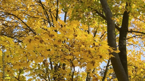 Warsaw, the capital of Poland, and the leaves painted in autumn colors