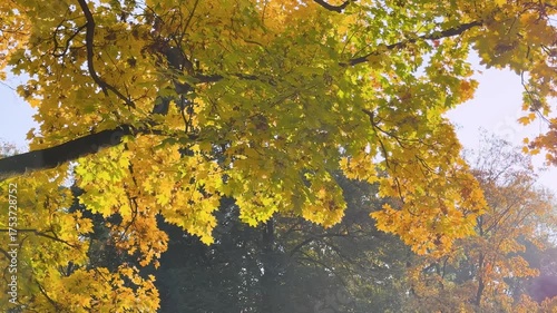 Warsaw, the capital of Poland, and the leaves painted in autumn colors