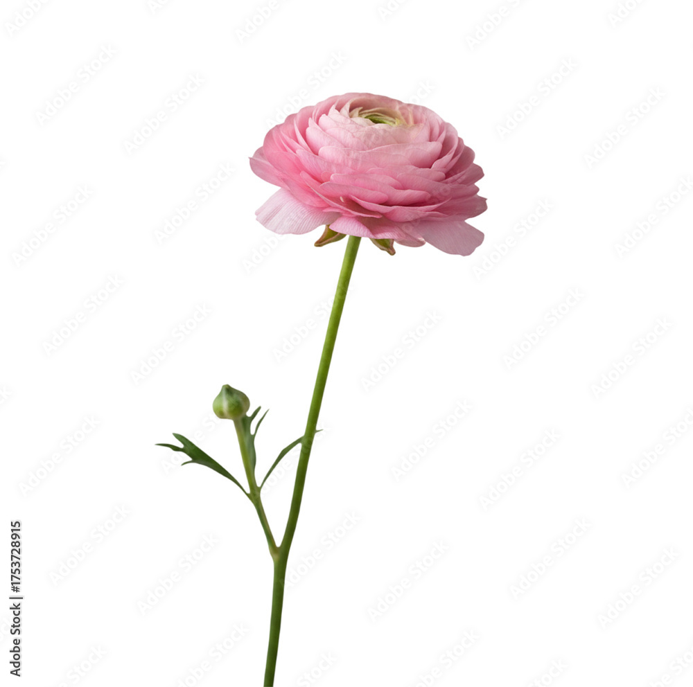 Fototapeta premium pink rose isolated on white background