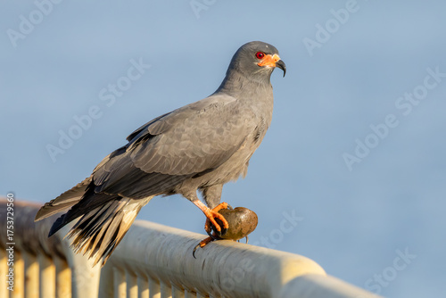 The Snail Kite eating. Species Rostrhamus sociabilis. Bird lover. Birdwatching. Animal world. Birding.