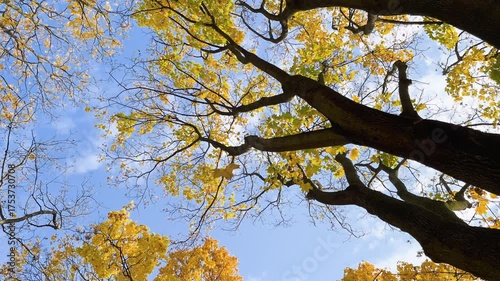 Warsaw, the capital of Poland, and the leaves painted in autumn colors