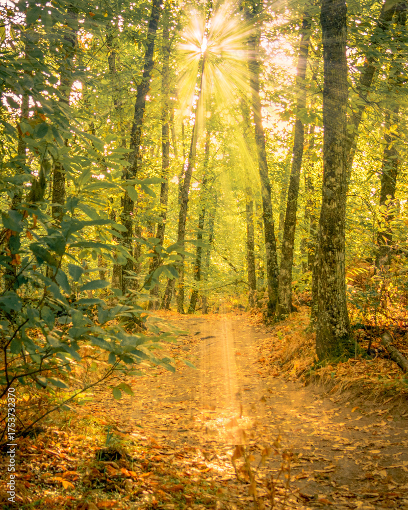 Fototapeta premium Golden Morning in the Chestnut Forest