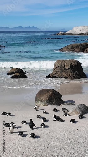 Boulders Beach At Cape Town In South Africa. Penguin Colony Scene. Wild Animals. Beach Landscape. Boulders Beach At Cape Town In South Africa. Seascape View. Wildlife Marine Animal.