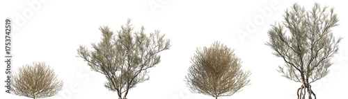 Foto Set of Salsola tragus and Haloxylon ammodendron frontal isolated png in sunny da