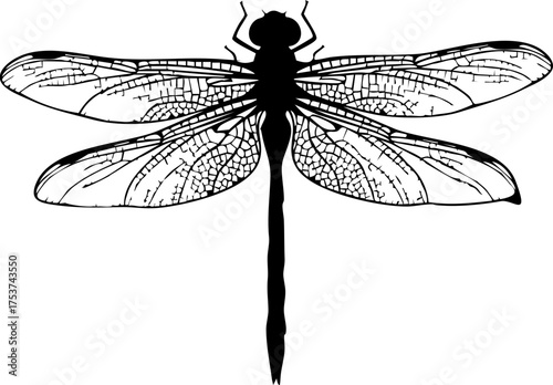 Elegant dragonfly silhouette showcasing delicate wing patterns, perfect for nature designs, invitations, and artistic projects.