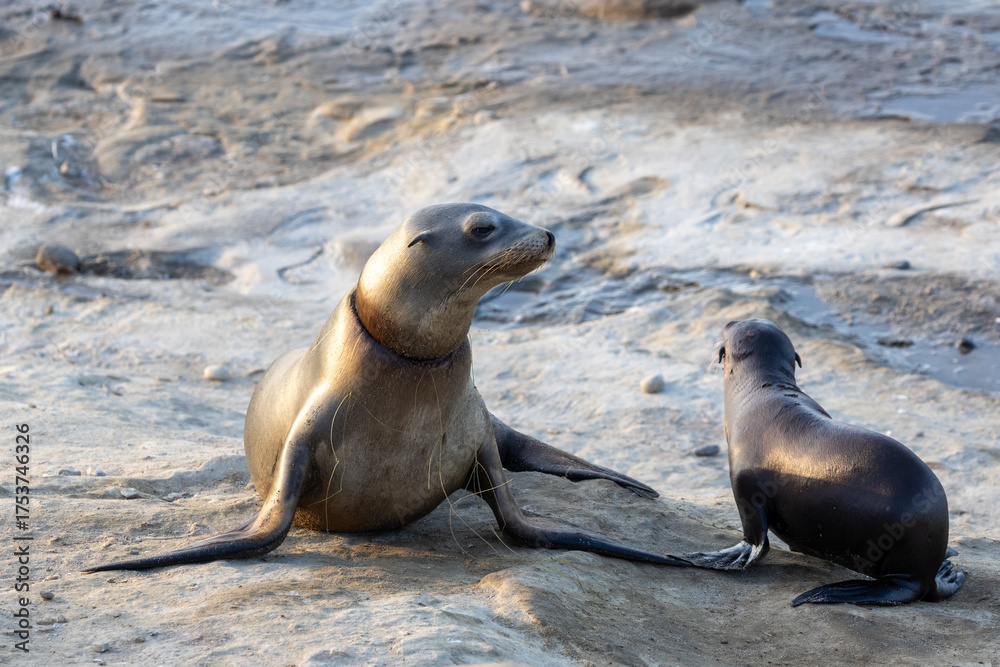 Fototapeta premium California Sea Lion with Net Entanglement and Pup at La Jolla Cove
