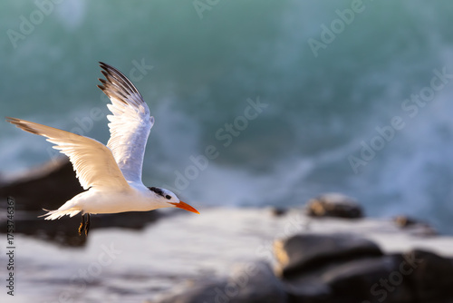 Royal Tern Banking Over Surf at Golden Hour