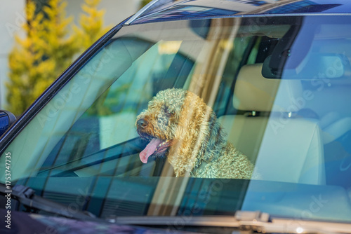 Canvas Print Curly haired dog sitting inside parked car, visible through windshield with reflections