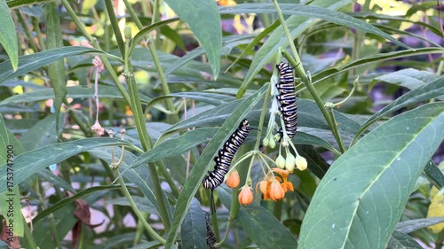 4K HD Video of monarch butterfly caterpillars on milkweed plants
