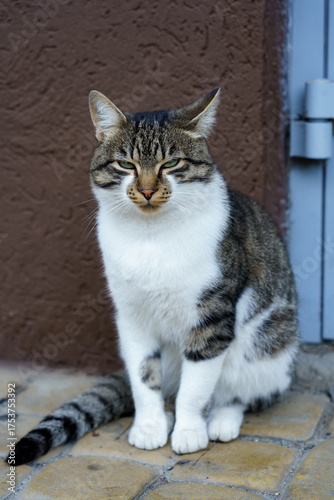 Curious tabby cat sitting on the pavement near a wall in a sunny outdoor setting
