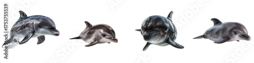 Meet the playful pod of dolphins, adorable marine mammals swimming together, perfect for ocean conservation campaigns and educational materials about marine life, originally a vector graphic