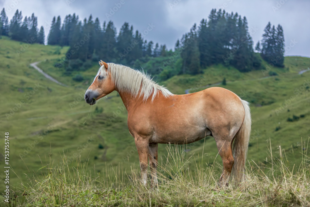 Fototapeta premium Haflinger horse standing on alpine meadow in the Allgäu mountains, rural summer landscape