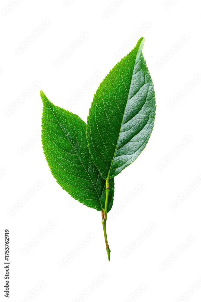 Fototapeta premium Close-up of two vibrant green leaves