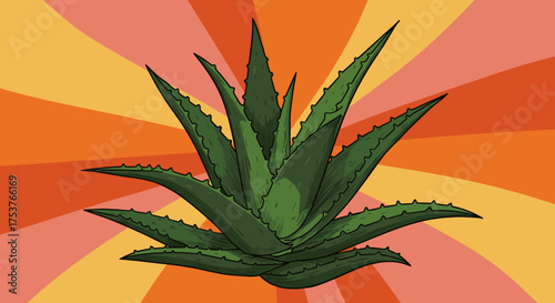 Aloe vera plant illustration in dark green and orange for herbal promotion