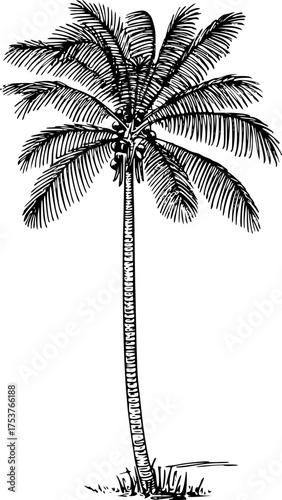 palm tree silhouette