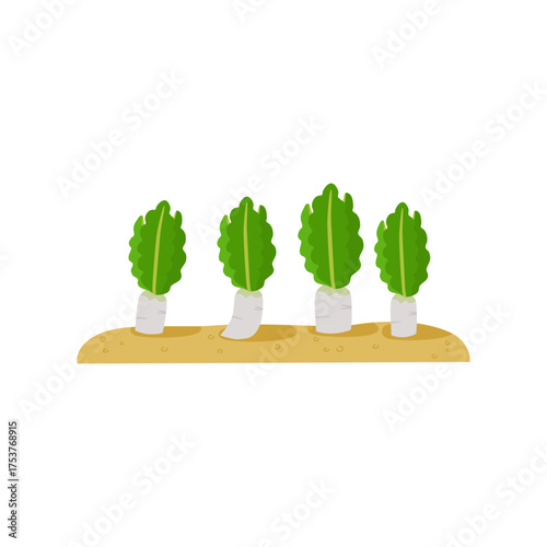 Four radish Plants Growing in a Row on a Soil Bed – Simple Agricultural Illustration