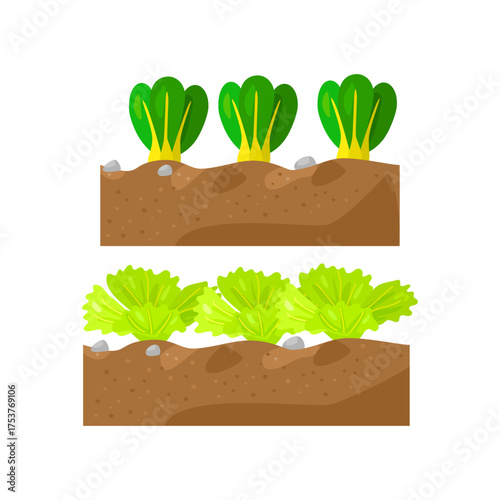Healthy Garden Vegetables Growing In Rich Soil: Bok Choy And Lettuce Rows For Fresh Homegrown Produce