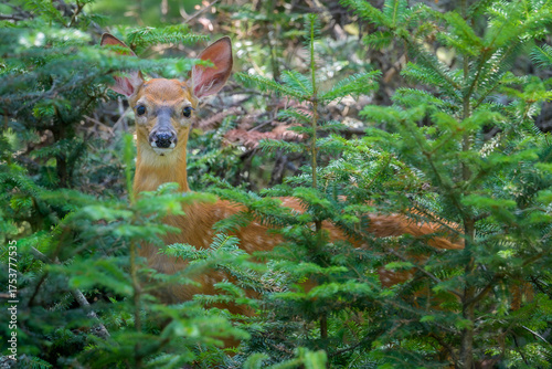 Baby White-tailed Deer fawn standing in forest behind underbrush trees