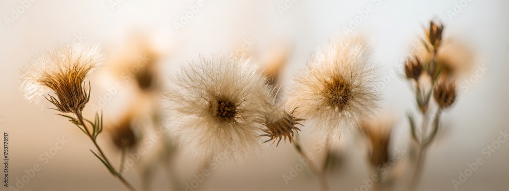 Obraz premium Beige neutral color dried fluffy tiny romantic flowers horizontal branches with seeds and light fluff macro