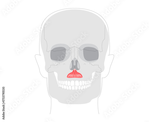 Depressor septi - Nasal muscle lowering nasal septum and opening nostrils, shown in precise diagram important for understanding nasal physiology and clinical reference.