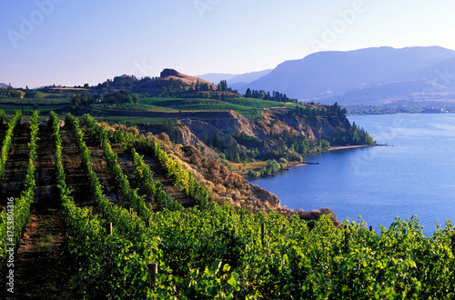 Winery Vineyard Landscape Naramata Bench Penticton Okanagan Valley British Columbia
