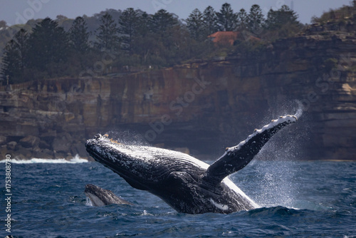 Mother and calf humpback whales off Sydney, Australia while on a whale watching tour. The mother is breaching while the calf is head lunging off the coastline. to protect it from predators. 