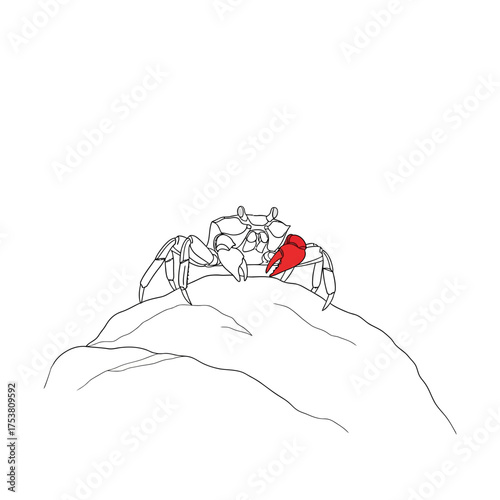 A captivating line art illustration of a fiddler crab perched on a rock, isolated on white background, with its distinctive large claw highlighted in red, showcasing nature