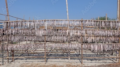 Raw ribbon fish are hung on bamboo racks to dry in the sea air and open sun in Sundarbans coastal area. 