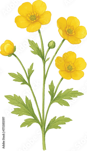 Buttercup flower cluster isolated on white