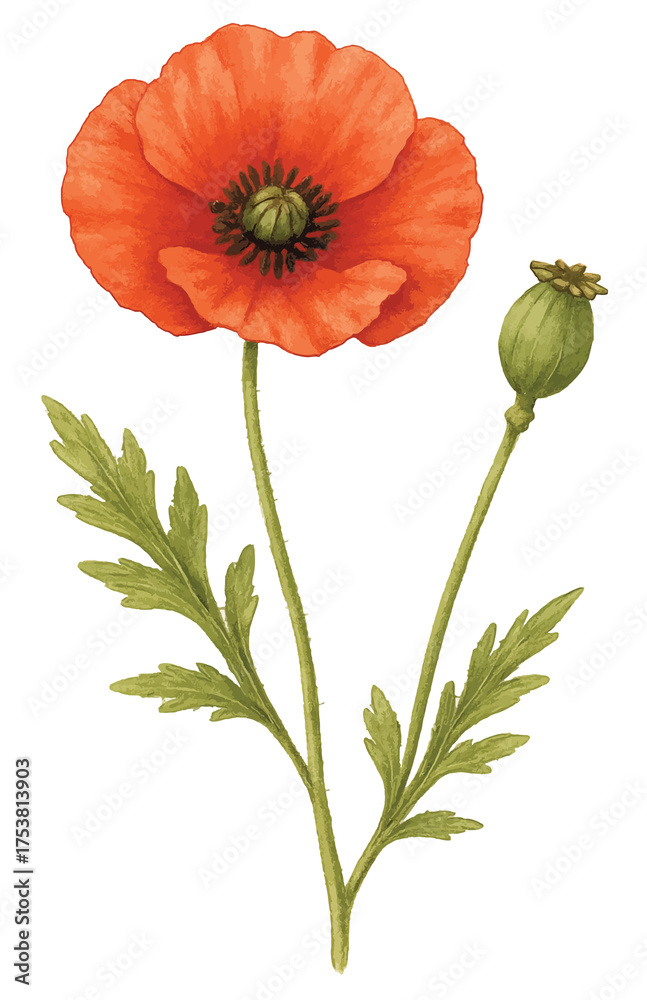 Naklejka premium Wild poppy flower with seed capsule