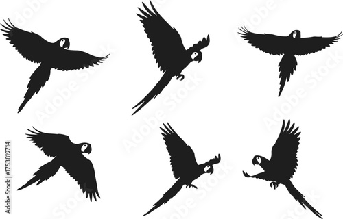 Flying parrot silhouette set, tropical bird in motion, black vector illustration, exotic wildlife clipart, avian anatomy, dynamic wing posture, isolated design