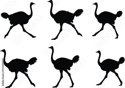 Ostrich silhouette walking poses, black vector illustration, wildlife motion study, animal gait sequence, long neck bird, desert creature, editable stock graphic
