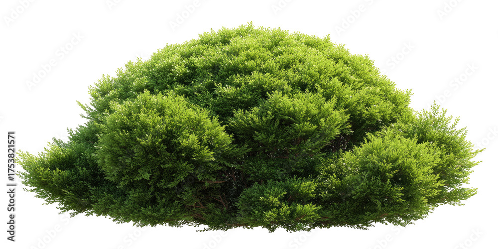 Fototapeta premium Lush green shrubbery clump