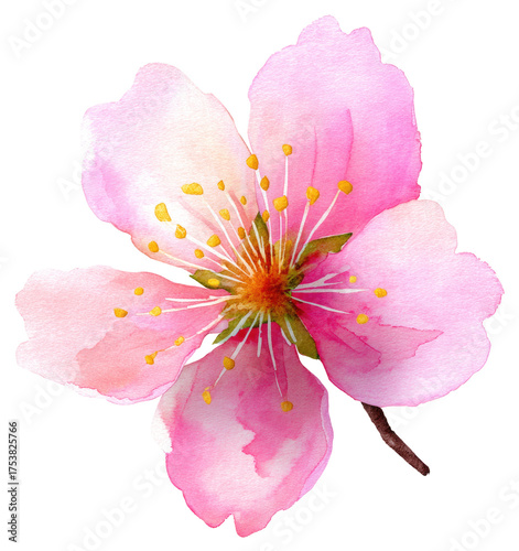 pink rose isolated on white