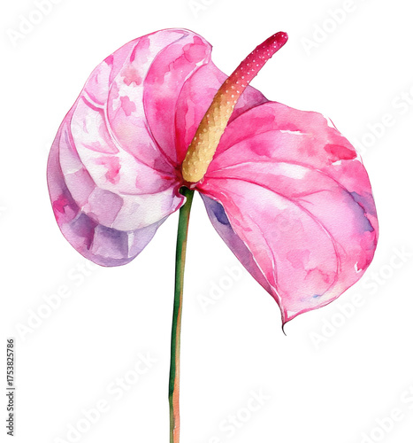 pink flower isolated on white