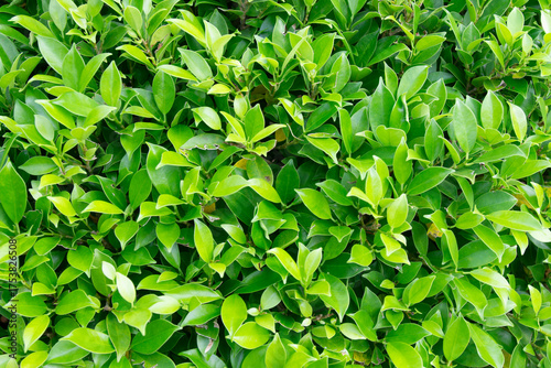 background of green leaves of korean banyan tree