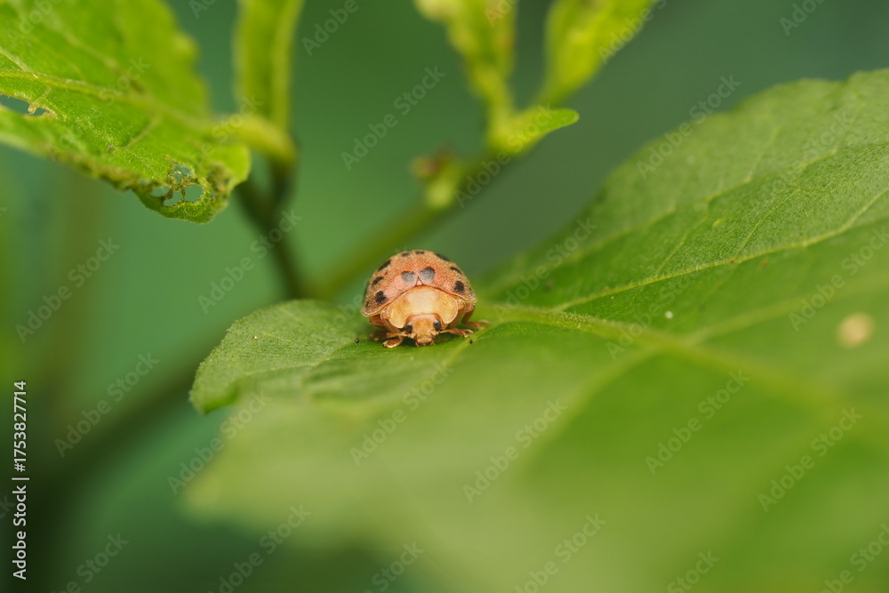 Fototapeta premium The koksi beetle is also known as the&nbsp;ladybug&nbsp;or&nbsp;ladybird&nbsp;in Western countries.&nbsp;