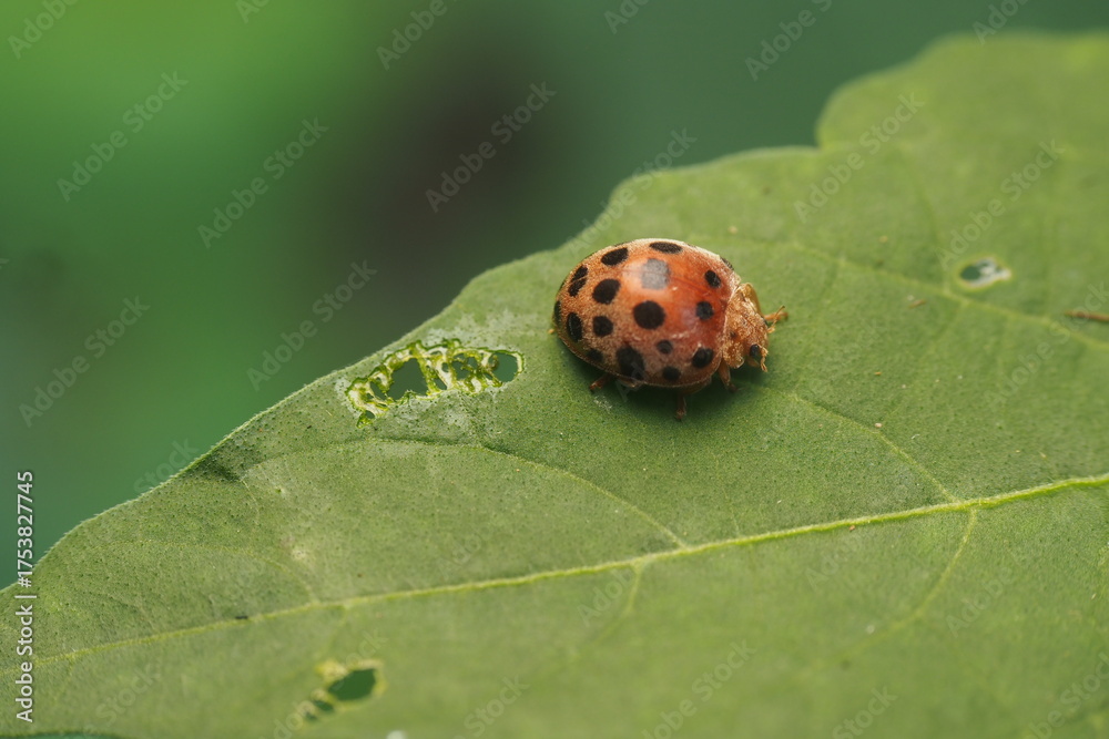 Fototapeta premium The koksi beetle is also known as the&nbsp;ladybug&nbsp;or&nbsp;ladybird&nbsp;in Western countries.&nbsp;