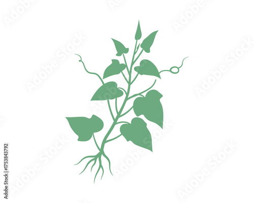 Sweet Potato Plant with Leaves and Roots Vector Illustration