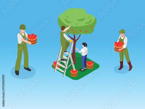 Farmers Harvesting Ripe Red Apples from a Tree in an Orchard, Seasonal Farming, Agriculture, and Fruit Picking Concept 3d vector illustration