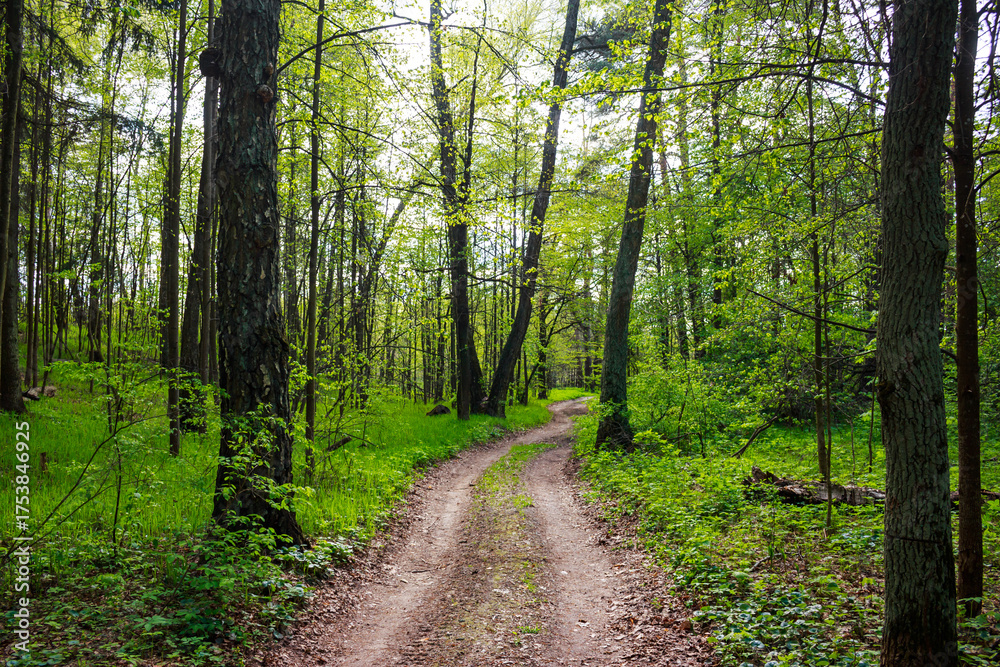 Obraz premium Winding forest path through a vibrant spring woodland with lush green foliage. Sunlight filters through the fresh leaves, creating a serene natural landscape