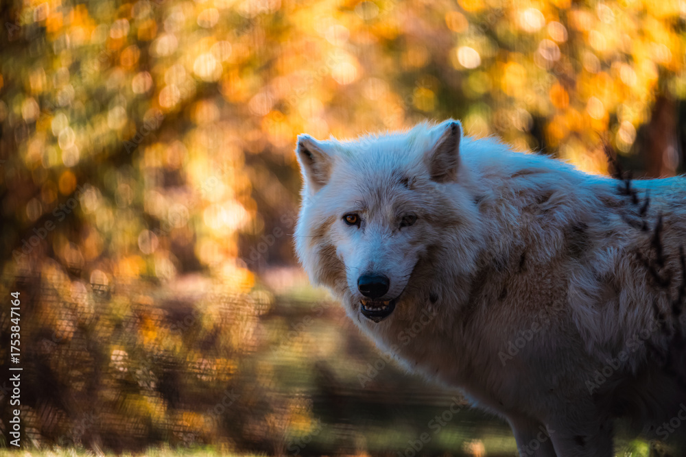 Obraz premium wolf in the forest