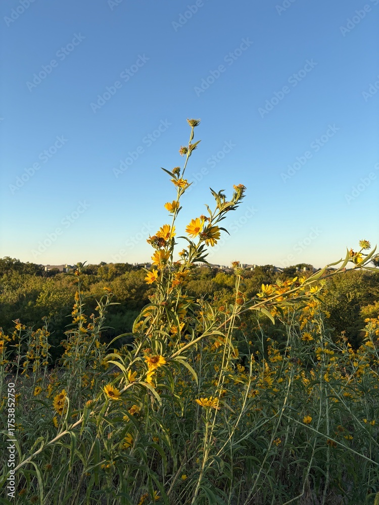 Obraz premium field of yellow flowers
